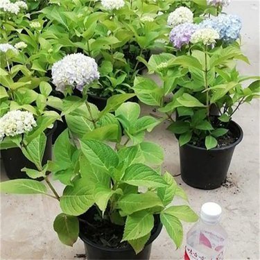 無盡夏多少錢一株